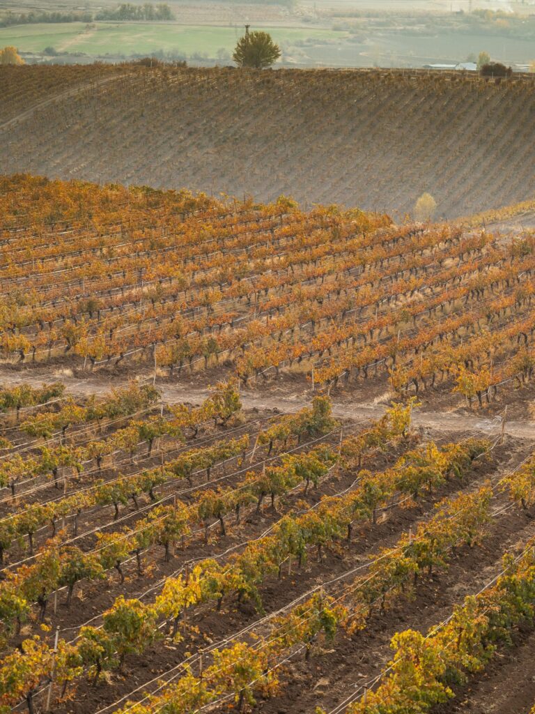 Vinkara, photographed by 56 Visuals